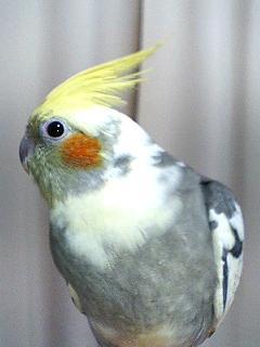 メガネとオカメインコと酒が好き♪
音楽とライブとお芝居観劇も大好き♪♪
美味しいビールが飲みたいな♪♪♪