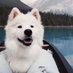 PUPPY (@quitepuppys) Twitter profile photo PUPPY (@quitepuppys) Twitter profile photo