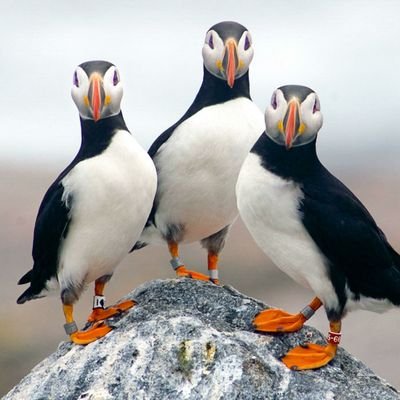 We are the Puffins of Danderfield....friends of Trey, and entertainment to the locals.