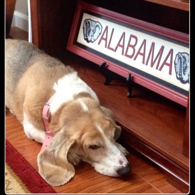Early Interventionist. Football fanatic. Space enthusiast. Basset Hound Mom. Jacksonville State and Arizona State alum. Roll Tide Roll.