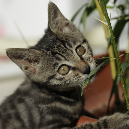 Dafeng2020's profile picture.