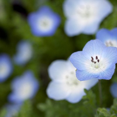 花言葉を紹介していきます。興味のある方はぜひフォローしてください。