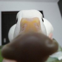 Dyna ダイナ (@dynaoce) 's Twitter Profile