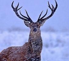 HeritageSport's profile picture. Country Sports Provider and Corporate Hospitality at many of the UK's top sporting events.