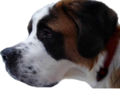 hangoverrex's profile picture. Hangover Rex was born in Bourg-Saint-Pierre. As a young pup, Rex developed a knack for finding and breaking Brandy bottles with which to drink his fill.