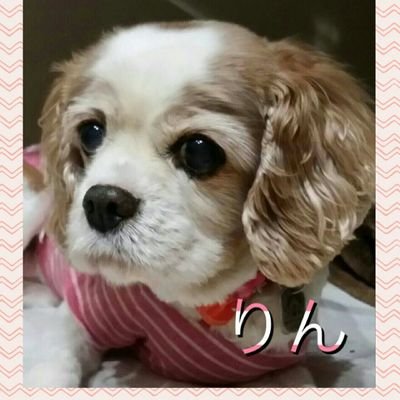 ちこ ヒン りん なんとなく似てる ハウルの動く城 ヒン