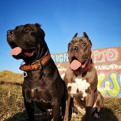 Mum to 2 Rescue Cane Corso.
Adopt don't shop.
I did Not crop my dogs ears!!