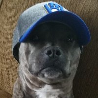 Full Mental Jackass (@decorumrascal) 's Twitter Profile