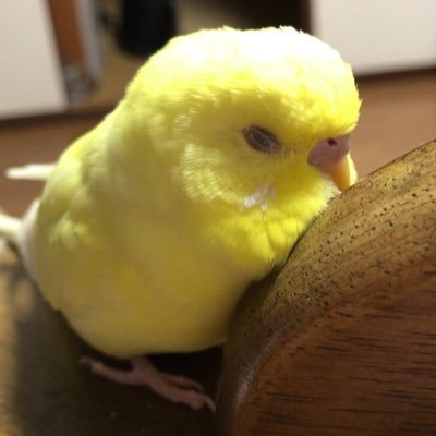 テトシ 迷子 迷い鳥 拡散希望 福岡県 筑紫野市 セキセイインコ 黄色 ルチノー オス くちばしが少し長いです 1 9の朝に不注意で逃してしまいました 少しでもいいので情報のある方はご連絡よろしくお願いします テトシ 迷子 迷い鳥 拡散希望 福岡県 筑紫野市 セキセイインコ 黄色 ルチノー オス くちばしが少し長いです 1 9の朝に不注意で逃してしまいました 少しでもいいので情報のある方はご連絡よろしくお願いします