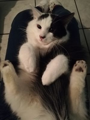 Gabriel38123764's profile picture. Alegre