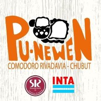 Pu Newen(@pu_newen) 's Twitter Profile Photo