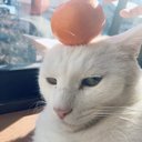 たま