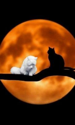 Alejand98670505's profile picture. La lraltad