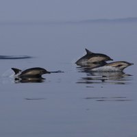 HebrideanWhaleCruises (@hebrideanwhales) 's Twitter Profile