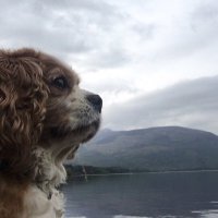 Conor Kelleher(@JavelinaBye) 's Twitter Profile Photo