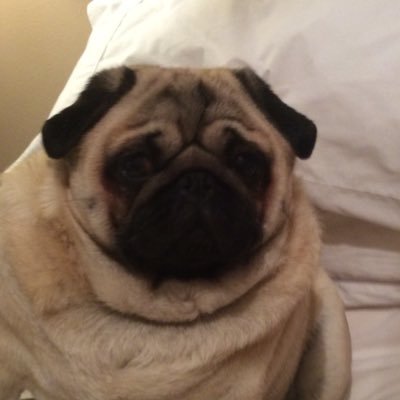 Hello I'm Lucy I’m 10 years old. I was born on Christmas Day . I love sleeping and eating and I'm very very loved and very very spoilt by my family x