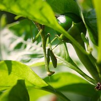 SoupAddict (@soupaddict) 's Twitter Profile