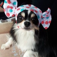 チワワの小鉄くん (@hiro_mshk) 's Twitter Profile Photo チワワの小鉄くん (@hiro_mshk) 's Twitter Profile Photo