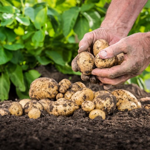 We are here to help facilitate continued success in Alberta's potato industry by supporting sustainable production, marketing development, and co-operation