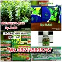 Bidara Hijau Alami - @AdeSetiadi72 - Twitter