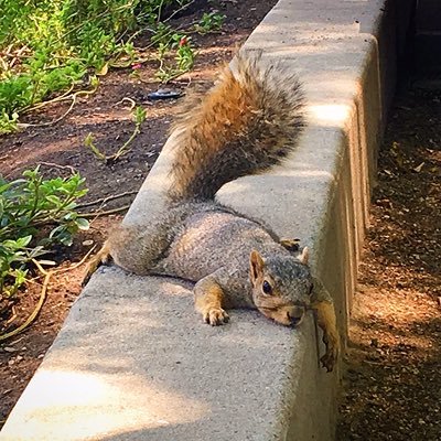 official account for the squirrels of Fresno State’s campus (not affiliated with Fresno State though)