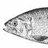 FishNewsletter's profile image