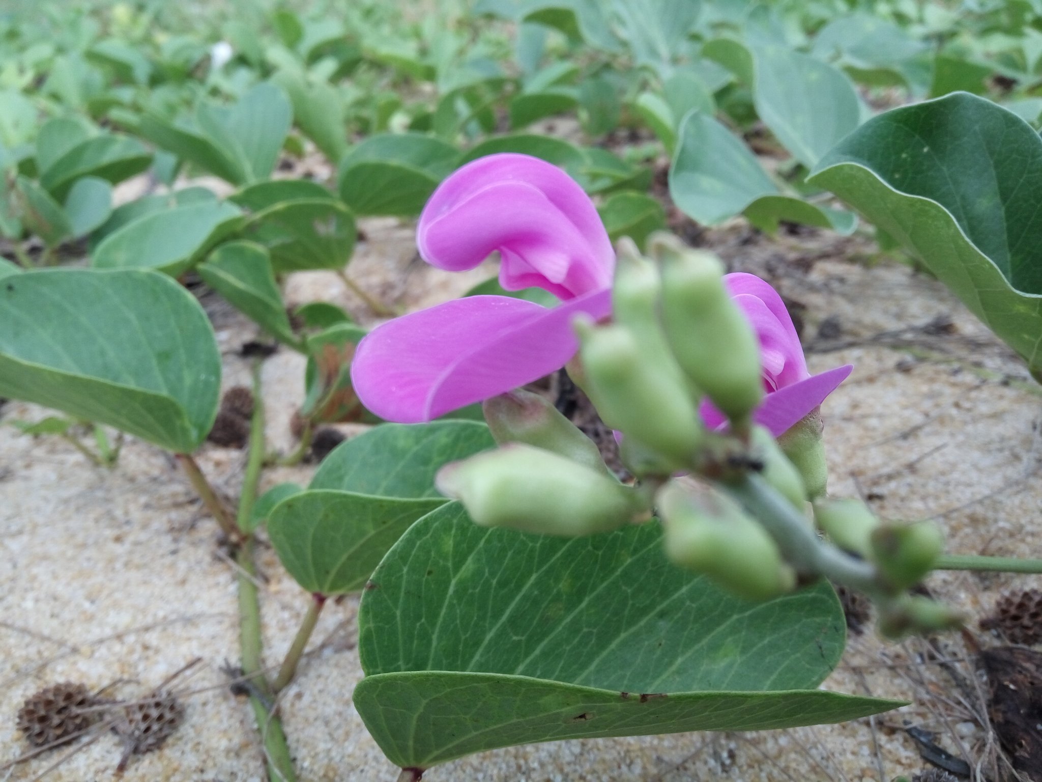 putra_aiman1's profile picture. 