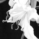 Sarah Libby Campbell - @MissSarahBell - Twitter