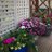 seema_saroj's profile image