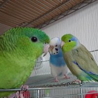 ちぷまめ🐦🥁♬ (@miyameimaa) 's Twitter Profile