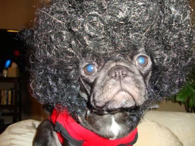 PugTales's profile picture. The Stories and Adventures of Three Pugs. Otis, Elmer and Martha!!