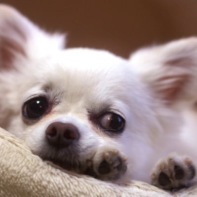 M12831M's profile picture. チワワのmilky（♂）15才の成長♪基本お犬アカウントではありますがゲーム関連もひっそりと…