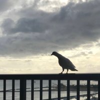 鳥井真平/Shimpei Torii (@shimpei_torii) 's Twitter Profile Photo 鳥井真平/Shimpei Torii (@shimpei_torii) 's Twitter Profile Photo