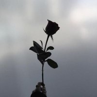 هنو (@hanof141133) Twitter profile photo