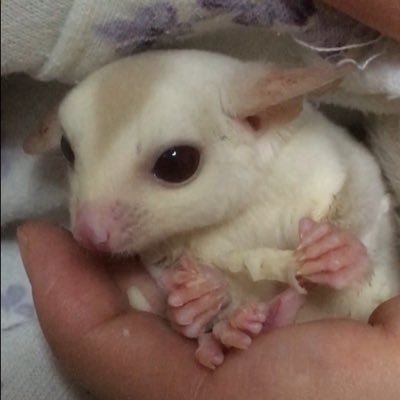 genesnack3's profile picture. 