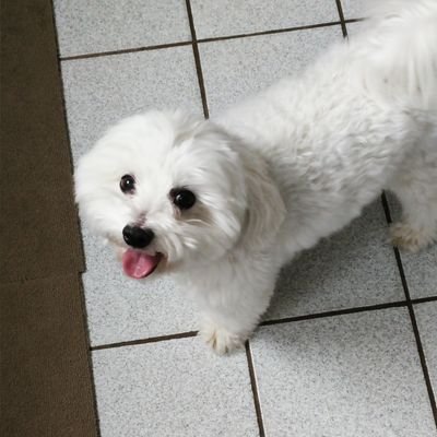 Pheimoss's profile picture. Je suis une patate