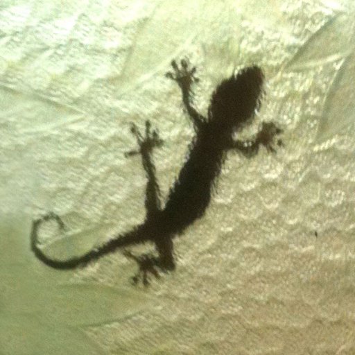 polypro11452619's profile picture. 猫派のサピエンス Homo sapiens, cat person 💉💉💉💉💉💉💉