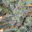 Jesse Spanno - @LisaTurtle - Twitter