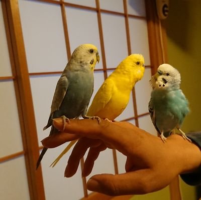 pTcBt6uyDPALm1h's profile picture. 犬とインコをあげてたまに趣味のコス（仮装）をします

KIRINZ公認ライバー

TIK TOKやっていますので、よかったらご覧下さいhttps://t.co/S2ONnY3smb