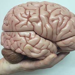 VisceralMind1's profile picture. Hands-on Neuroanatomy Summer School hosted by @psychbangor