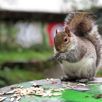 🐿 just a human fan of squirrels sharing my squirrel experiences with the world!