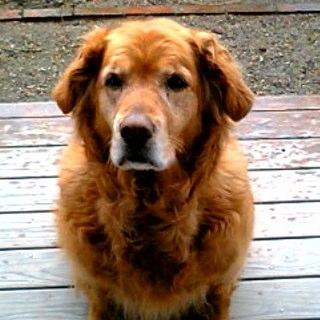 kikkykyoto's profile picture. kieです(o^^o)吾唯足知精神をモットーに日常の呟きを。