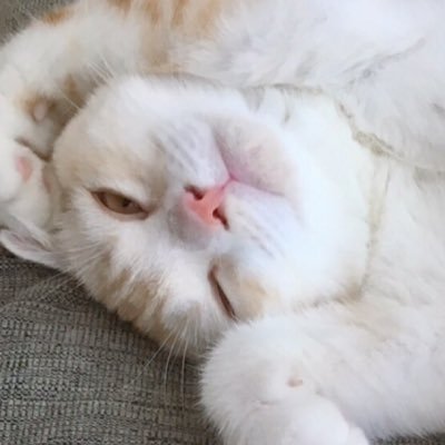 やさいさんのプロフィール画像