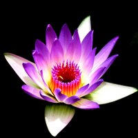 Bali Lotus Tour (@balilotustour) 's Twitter Profile