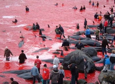 Cuenta destinada a luchar contra la masacre que se lleva a cabo en Japón,
Infórmate viendo el documental disponible en Netflix: Behind The Cove: The quiet Jap