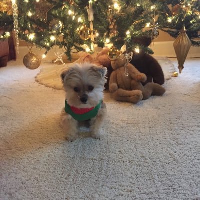 blnorwegian's profile picture. 