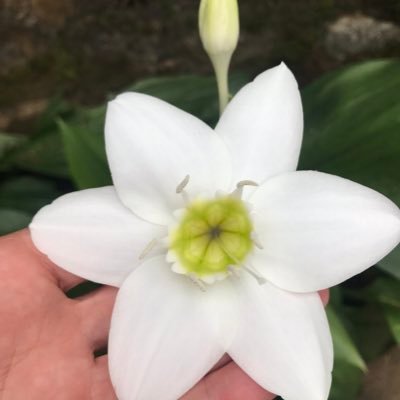 AnnaPou9's profile picture. Garbí Pere Vergés Badalona