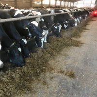 SMARTsilage (@smartsilage) 's Twitter Profile