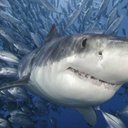 Bruce Shark's avatar