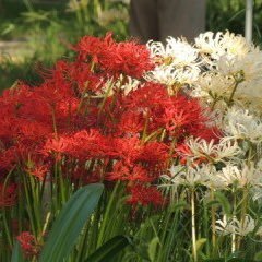 髑髏城沼の住人。ママドクロはゲキ×シネのワカドクロ。97〜花鳥風月極までの髑髏城シリーズ全制覇済。ワカドクロ、鳥髑髏、上弦の月をこよなく愛してます。劇団☆新感線＆早乙女太一さん沼で溺れていたら劇団朱雀というさらに深い沼に流されて未だ奥底に沈んだまま。次回公演が待ち遠しい。無言フォローで失礼します。